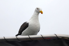 Namibia-Walvis-Bay-Sektfrühstück-mit-Austern-Hungrige-Möwe