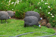 Namibia-Swakopmund-Perlhühner