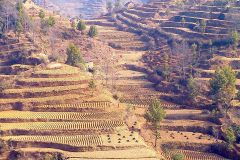 Nepal, Unterwegs nach Bungamati, Terrassenfelder