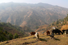 Nepal, Unterwegs nach Bungamati