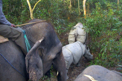 Nepal, Chitwan-Nationalpark, Beobachtung von Indischen Panzernashörnern vom Elefantenrücken