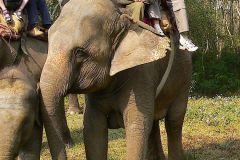 Nepal, Safari mit Elefanten im Chitwan-Nationalpark