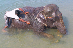 Nepal, Chitwan-Nationalpark, Nach der Safari geniessen die Elefanten ein Bad