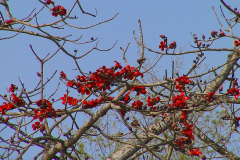 Nepal, Chitwan-Nationalpark, Blüten des Kapokbaums