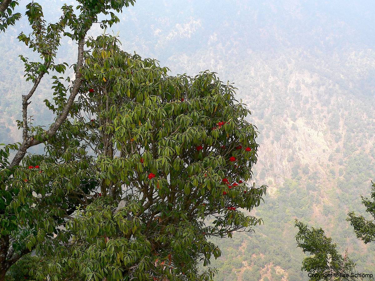 Nepal, Unterwegs nach Daman, Rhododendron