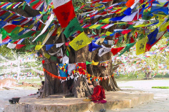 Nepal, Lumbini, Der Heilige Garten, Bodhi-Baum