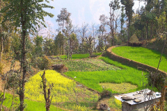 Nepal, Umgebung Pokhara, Terrassenfelder