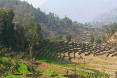 Nepal, Unterwegs nach Tansen, Terrassenfelder