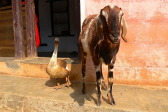 Nepal, Tansen, Freundschaft zwischen einer Gans und Ziege