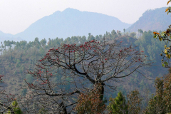 Nepal, Trekking Umgebung von Balthali, Kapokbaum