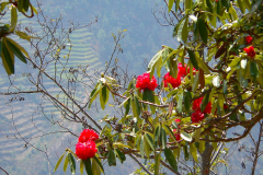 Nepal, Trekking Umgebung von Balthali, Rhododendronblüten