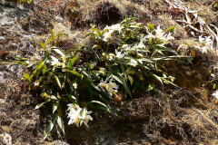 Nepal, Trekking Umgebung von Nagarkot, Orchideen an der Felswand