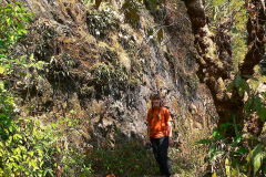 Nepal, Trekking Umgebung von Nagarkot, Orchideen an der Felswand
