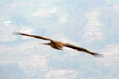 Nepal, Trekking Umgebung von Nagarkot, Greifvogel