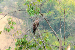 Nepal, Trekking Umgebung von Nagarkot, Greifvogel