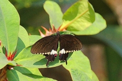 Laos, Ban Nong Khiaw, Schmetterling