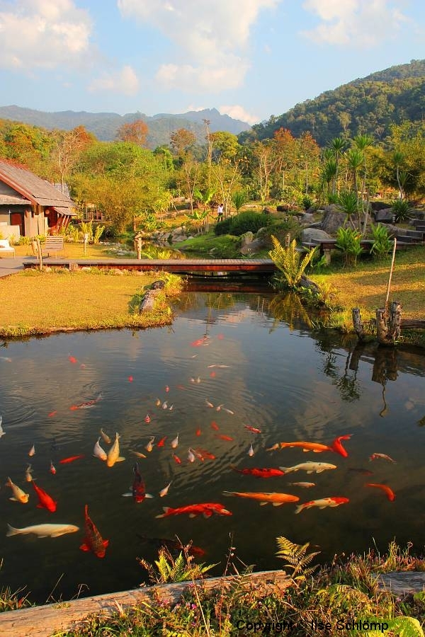 Laos, Oudomxay, NamKat YolaPa Resort, Koi