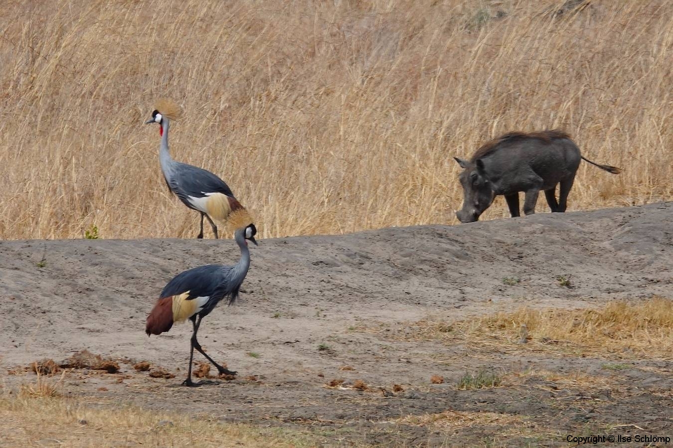 Simbabwe, Hwange Nationalpark, Elephants Eye, Kronenkraniche und Warzenschwein