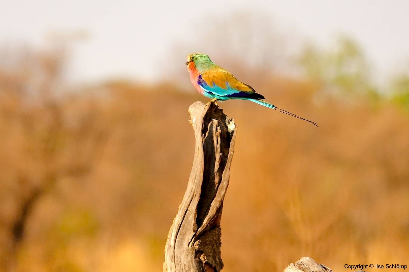 Simbabwe, Hwange Nationalpark, Elephants Eye, Gabelracke