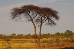 Simbabwe, Hwange Nationalpark, Elephants Eye, Akazie