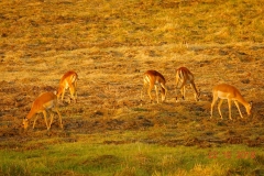 Simbabwe, Hwange Nationalpark, Elephants Eye, Impalas