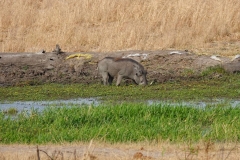 Simbabwe, Hwange Nationalpark, Elephants Eye, Warzenschwein