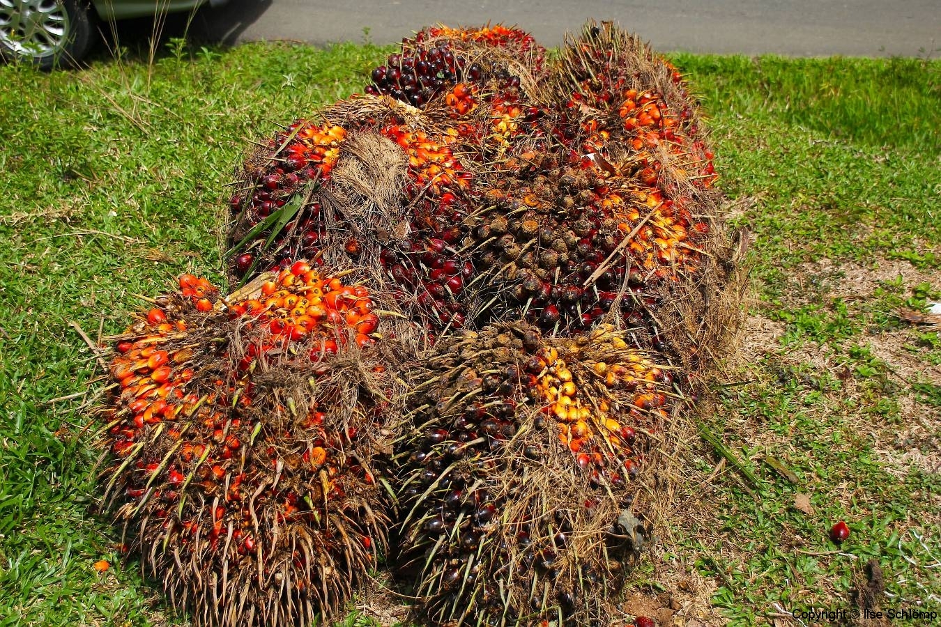 Sumatra, Palmölfrucht