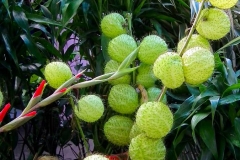 Sumatra, Berastagi, Markt, Ballonpflanze