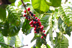 Sumatra. Kaffeekirschen