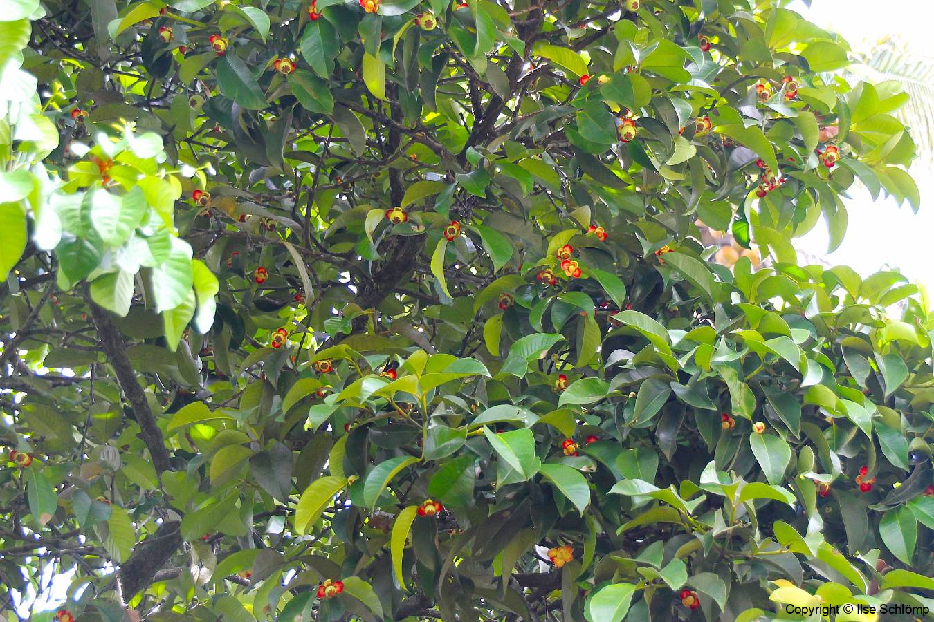 Sumatra, Mangostanbaum