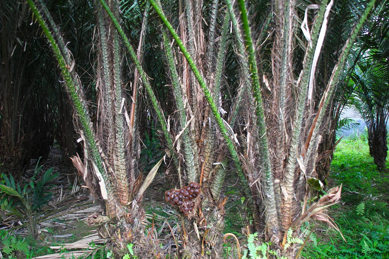 Sumatra, Salakpalme mit Schlangenhautfrucht