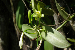 Sumatra, Vanilleblüte