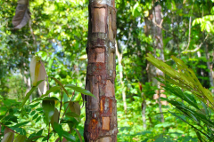 Sumatra. Zimtbaum