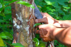 Sumatra. Zimtbaum