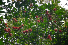 Sumatra, Rambutanbaum