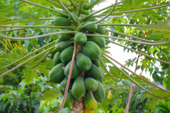 Sumatra, Papaya