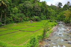 Sumatra, Umgebung Bukittinggi, Reisfelder
