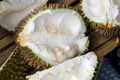Sumatra, Umgebung Bukittinggi, Durian
