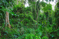 Sumatra, Regenwald Umgebung Bukittinggi