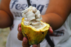 Sumatra, aufgeschnittene Kakaofrucht