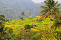 Sumatra, Umgebung Padang, Reisfelder