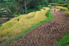 Sumatra, Umgebung Padang, Reisfelder