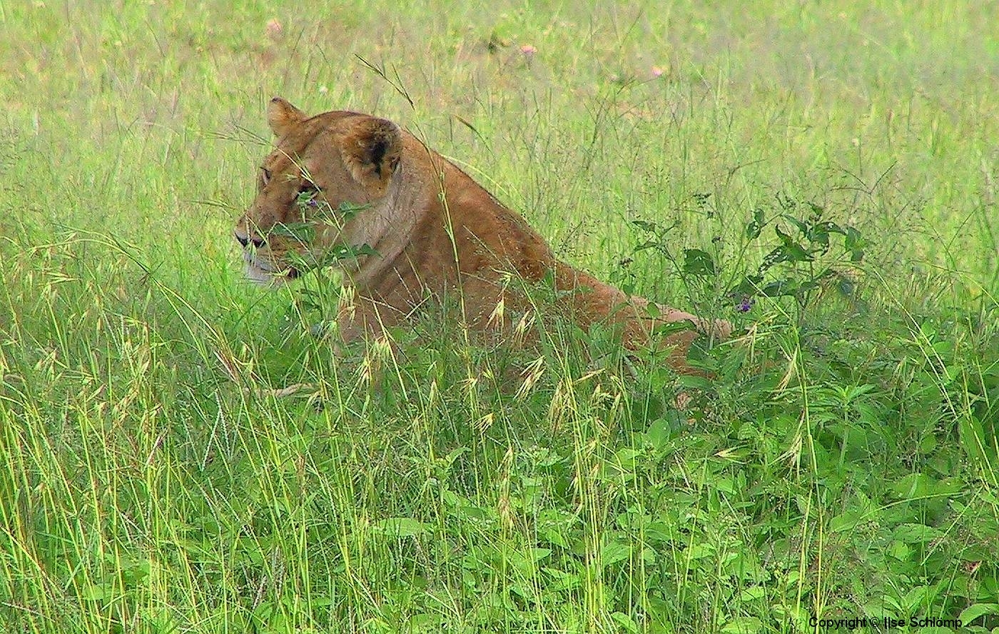 Tansania, Serengeti, Löwin gut versteckt im hohen Gras