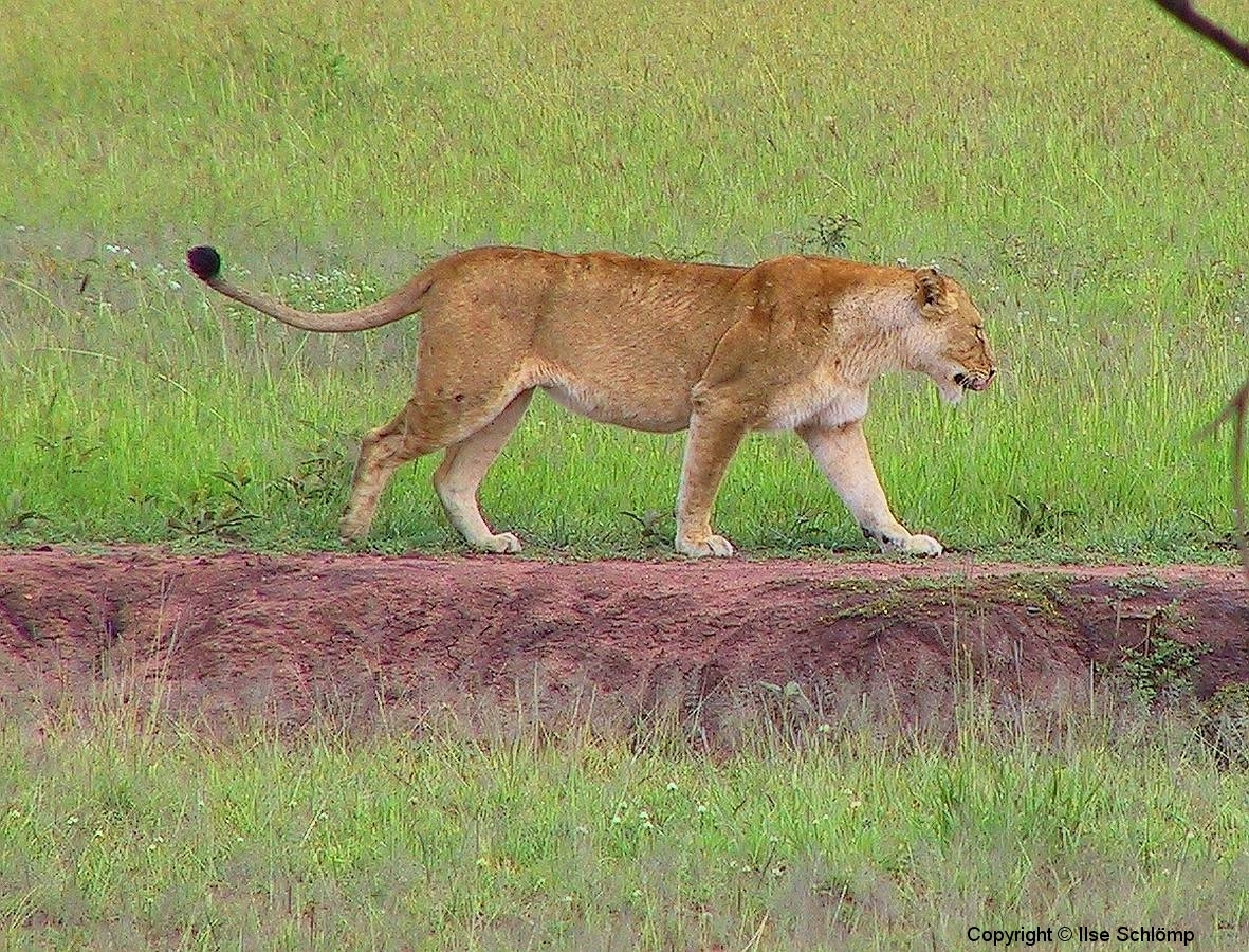 Tansania, Serengeti, Löwin