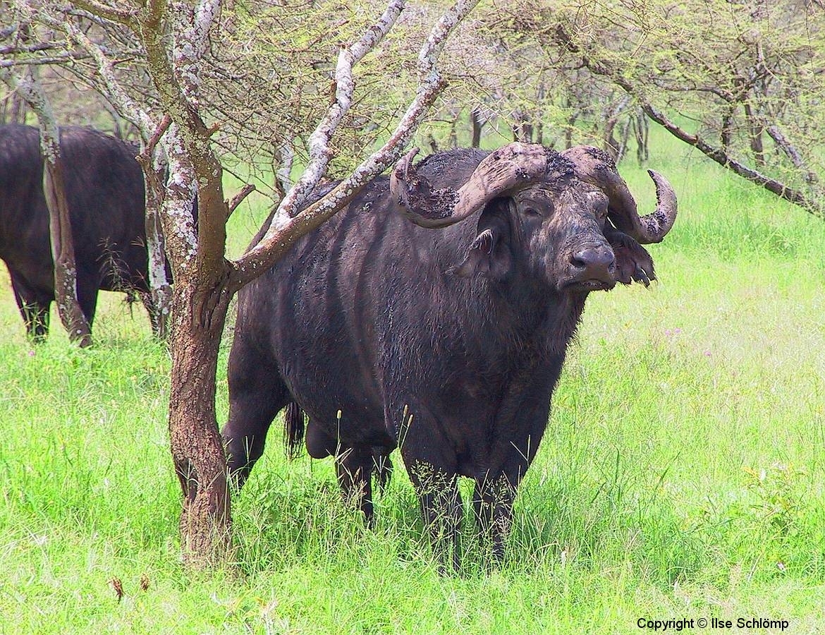 Tansania, Serengeti, Kaffernbüffel