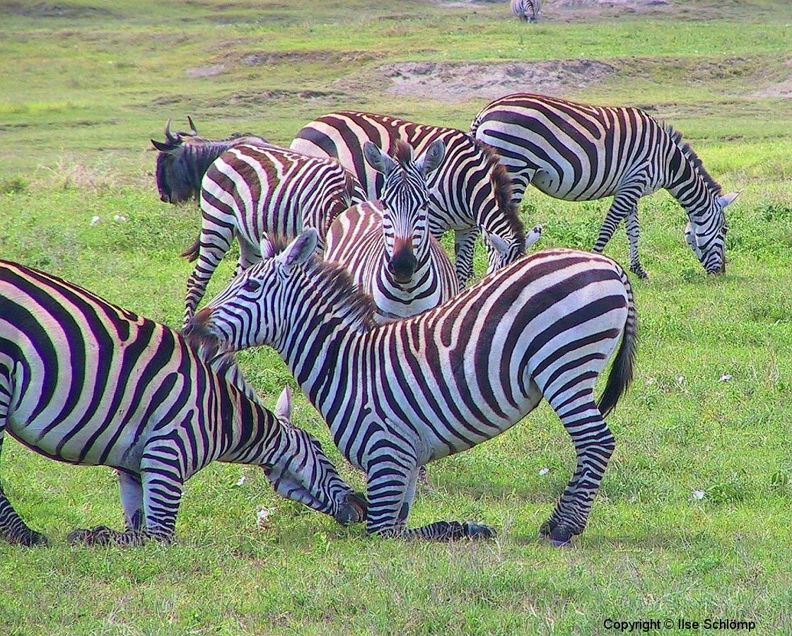 Tansania, Ngorongorokrater, Übermütige Zebras