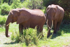 Tansania, Lake Manyara Nationalpark, Elefanten
