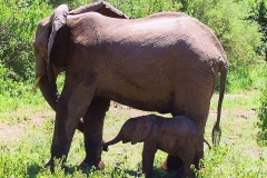 Tansania, Lake Manyara Nationalpark, Elefantenmutter mit Kalb