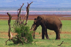 Tansania, Elefant vor dem Manyara-See