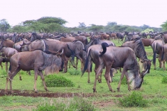 Tansania, Serengeti, Gnuwanderung